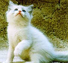 cat6.jpg - 23500 Bytes